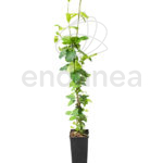 Lonicera Japonica 'Red World' Trepadora