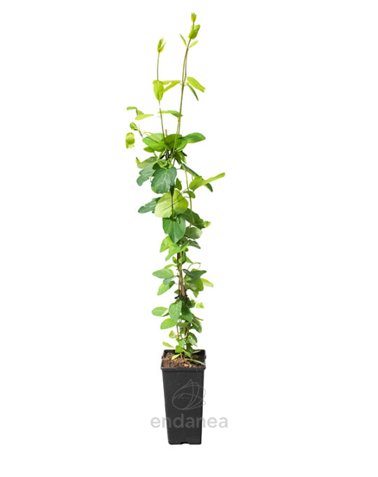 lonicera-japonica-red-world-trepadora