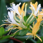Lonicera Japonica 'Red World' Trepadora Flor