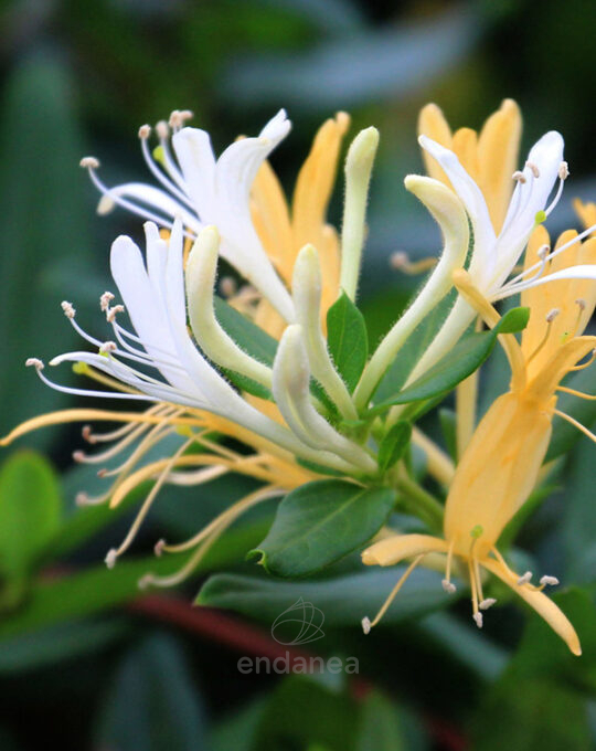lonicera-japonica-red-world-trepadora-flor