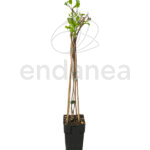 Lonicera Periclymenum "Belgica" Trepadora