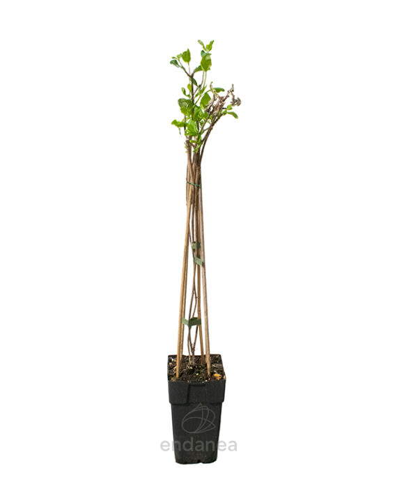 Lonicera Periclymenum "Belgica" Trepadora 