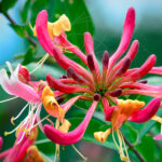 Lonicera Periclymenum "Belgica" Trepadora