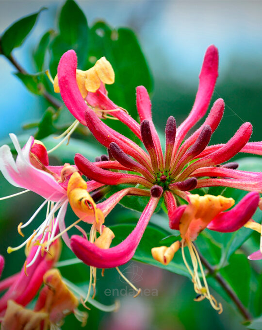 lonicera-periclymenum-belgica-trepadora-flor