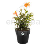 Elho b.for Original Round Living Black Planta