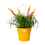 Elho b.for Original Round Ochre Planta