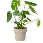 Elho b.for Original Round Warm Grey Planta