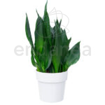 Elho b.for Original Round White Planta