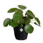 Maceta Elho b.for Rock Living Black Planta