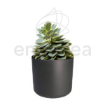 Maceta Elho b.for Soft Round Antracita Planta