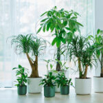 Maceta Elho b.for Soft Round Leaf Green Interior
