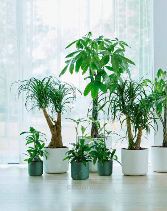 maceta-elho-b-for-soft-round-leaf-green-interior