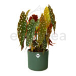 Maceta Elho b.for Soft Round Leaf Green Planta