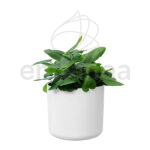 Maceta Elho b.for Soft Round White Plantas