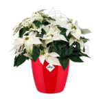 Maceta Elho Brussels Diamond Round Lovely Red Planta