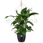 Maceta Elho Brussels Round Antracita Planta