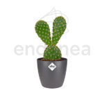 Maceta Elho Brussels Round Mini Antracita Planta
