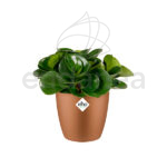 Maceta Elho Brussels Round Mini Velvet Gold Planta