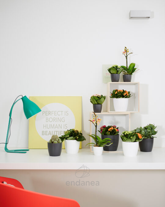 maceta-elho-brussels-round-mini-white-interior