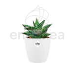 Maceta Elho Brussels Round Mini White Planta