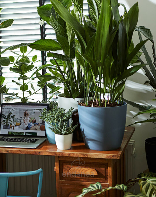 maceta-elho-brussels-round-vintage-blue-plantas