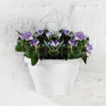 Maceta Elho Corsica Wall Basket White Colgante Pared Planta