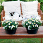 Maceta Elho Green Basics Bowl Living Black Exterior