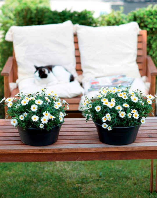 maceta-elho-green-basics-bowl-living-black-exterior