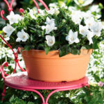 Maceta Elho Green Basics Bowl Mild Terra Exterior