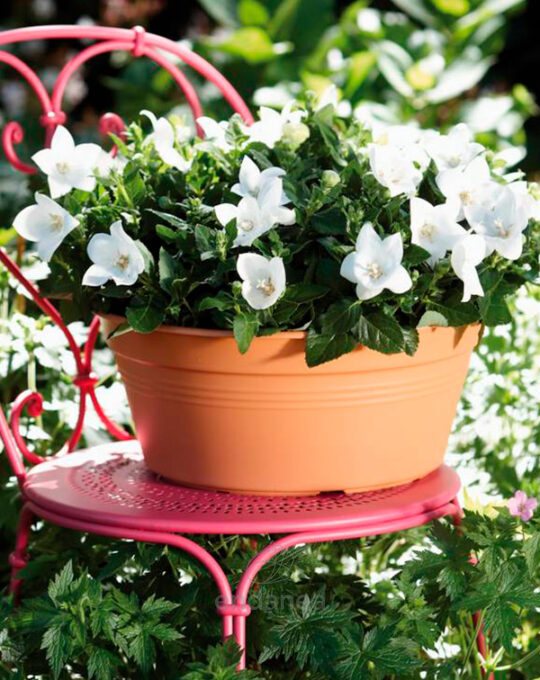 maceta-elho-green-basics-bowl-mild-terra-exterior