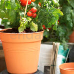 Maceta Elho Green Basics Growpot Mild Terra Cultivo