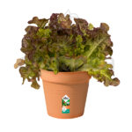 Maceta Elho Green Basics Growpot Mild Terra Planta