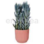 Maceta Elho Vibes Fold Round Delicate Pink Planta