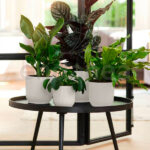 Maceta Elho Vibes Fold Round Silky White interior