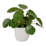 Maceta Elho Vibes Fold Round Silky White planta