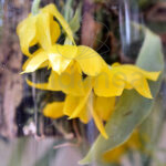 Orquídea en Cristal Cocoon-Orchids® Flor Amarilla