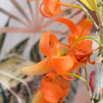 Orquídea en Cristal Cocoon-Orchids® Flor Naranja