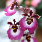 Orquídea en Cristal Cocoon-Orchids® Flor Variegada