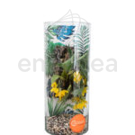 Orquídea en Cristal Cocoon-Orchids®