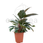 Philodendron Imperial Red Planta de Interior Purificadora
