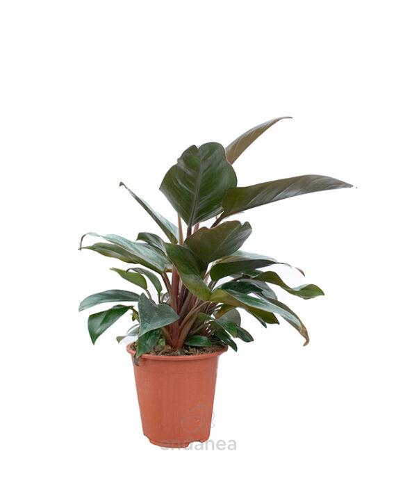 Philodendron Imperial Red Planta de Interior Purificadora