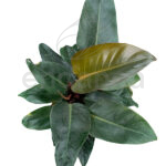 Philodendron Imperial Red Planta de Interior Purificadora