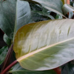 Philodendron Imperial Red Planta de Interior Purificadora Hojas