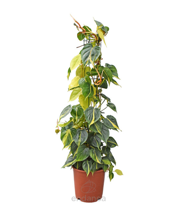 Philodendron Brasil Planta de Interior Verde