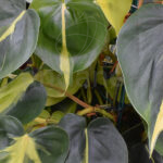 Philodendron Brasil Planta de Interior Verde Hojas
