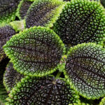 Pilea "Moon Valley" Planta de Interior Hojas