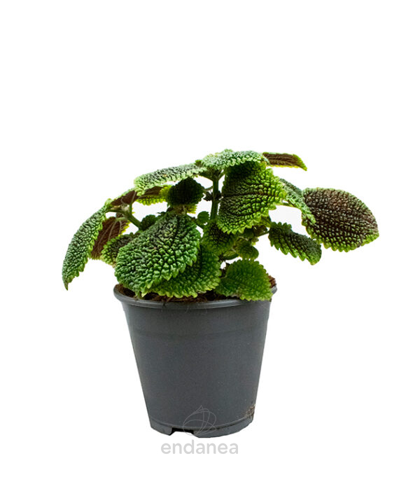 Pilea "Moon Valley" Planta de Interior