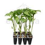Pimiento Cornicabra Planta 12 unidades