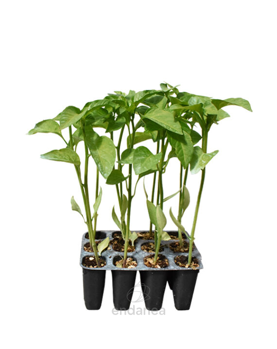 Pimiento Cornicabra Planta 12 unidades