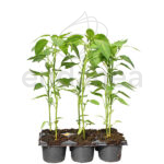 Pimiento Gernika Planta Km0 6 unidades